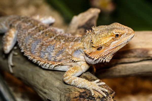 Portré Makró Fotó Egy Női Szakállas Sárkány Terrárium Gyíkok Egy — Stock Fotó