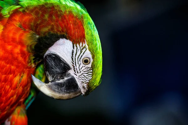 Ara Ailes Vertes Est Également Connu Sous Nom Ara Rouge — Photo