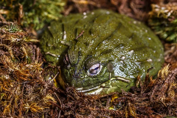 Kameroen Gladde Kikker Conraua Robusta Een Van Grootste Kikkersoorten Aarde — Stockfoto