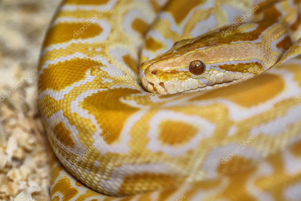Albino Birmano Python (Python molurus bivittatus) Una gran serpiente no