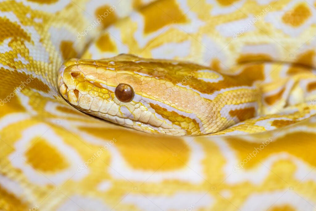 Albino Birmano Python (Python molurus bivittatus) Una gran serpiente no
