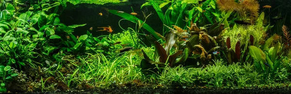 Зеленый Красиво Посаженный Пресноводный Аквариум Рыбами Зеброй Ангельской Pterophyllum Scalare — стоковое фото