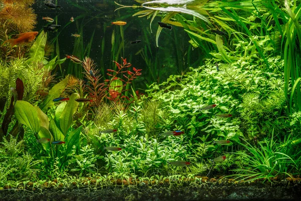 Beau Vert Planté Aquarium Eau Douce Tropicale Avec Des Poissons — Photo