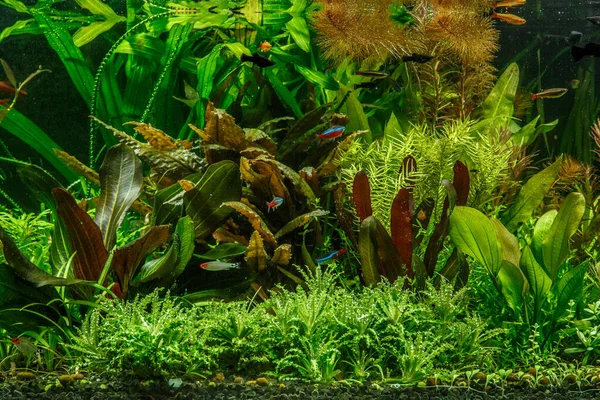 Bellissimo Acquario Verde Piantato Acqua Dolce Tropicale Con Pesci Pesci — Foto Stock