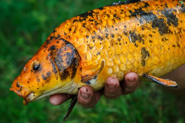 Красочные Рыбки Кои Купаются Озере Причудливый Карп Рыба Кои Красные — стоковое фото