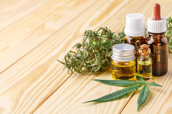 Yeşil yapraklı marihuana yağı. Tıbbi marihuana çiçeği tomurcukları. Kenevir tomurcukları - Tıbbi marihuana kavramı