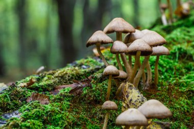 Güzel bir sonbahar ormanında mantarlar sahte bal mantarı. Güz ormanında yaprakları olan grup mantarları. Ladin ağacında yabani mantarlar. Ormanda sonbahar zamanı.