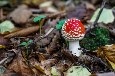 Ormanın arka planına karşı kızıl sinekler. Zehirli ve halüsinojen mantarlı Uçan Agarik sonbahar ormanlarının arka planında. Manita muscaria. İlham verici doğal sonbahar manzarası