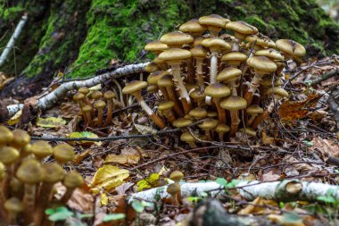 Armillaria mellea, Armillaria familyasından bir mantar türü. Güzel yenilebilir mantar..
