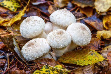 Yaygın tütsülenmiş tütsülenmiş top (Lycoperdon Perlatum) adı verilen bir mantarın yakın plan çekimi. Sonbahar ormanında beyaz mantarlar.
