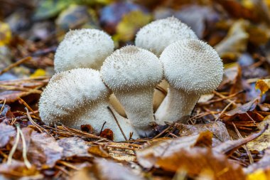 Yaygın tütsülenmiş tütsülenmiş top (Lycoperdon Perlatum) adı verilen bir mantarın yakın plan çekimi. Sonbahar ormanında beyaz mantarlar.