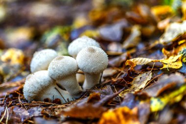Yaygın tütsülenmiş tütsülenmiş top (Lycoperdon Perlatum) adı verilen bir mantarın yakın plan çekimi. Sonbahar ormanında beyaz mantarlar.