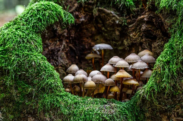 Champignons Faux Champignon Miel Sur Une Souche Dans Une Belle — Photo