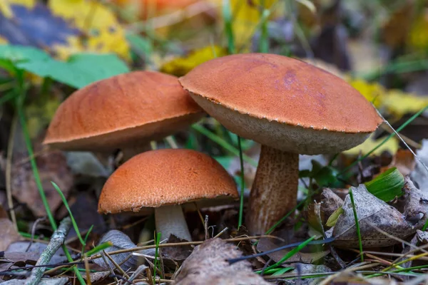 Cute Penny Bun Mushroom Growing Grass Beautiful Small Brown Cap — Stock Photo, Image