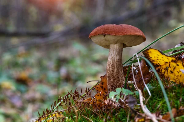 草丛里长着可爱的盘面蘑菇 这只漂亮的小羊的棕色帽子成了焦点 它是素食 这种蘑菇生长在乌克兰喀尔巴阡山脉的森林里 — 图库照片