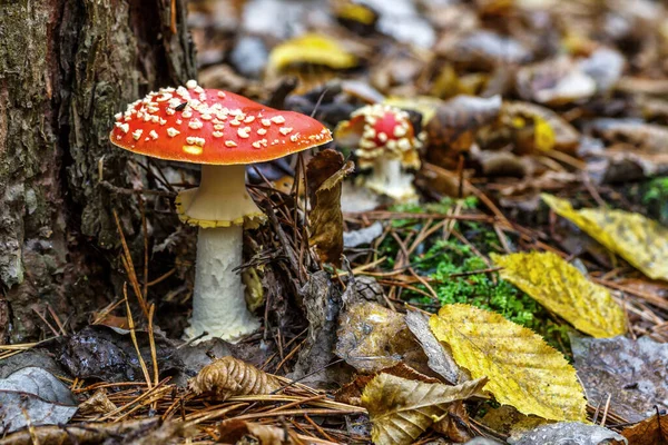 Red Fly Agarico Sullo Sfondo Della Foresta Fungo Tossico Allucinogeno — Foto Stock