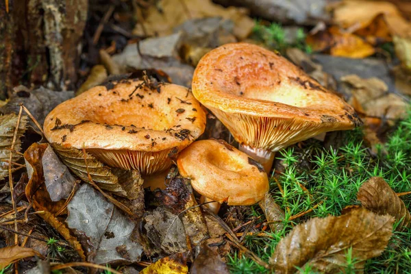 Saffron milk cap (Lactarius deliciosus) mushroom. aka red pine mushrooms aka Lactarius deliciosus in a grass., delicious edible mushrooms on a mos in natural habitat, spruce forest, early autumn shot