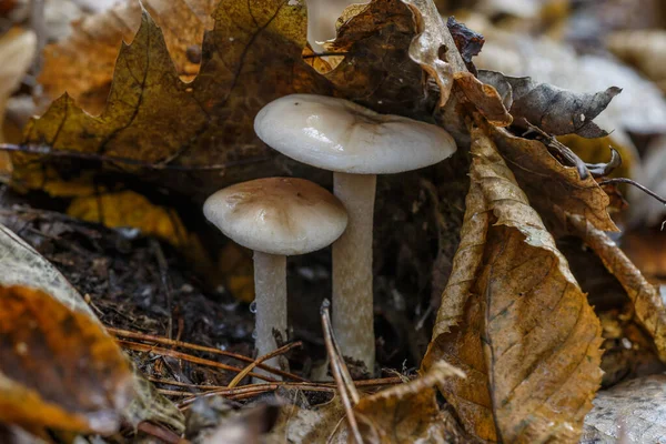 Funghi Falso Fungo Del Miele Ceppo Una Bellissima Foresta Autunnale — Foto Stock