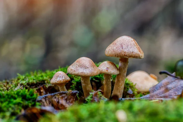 Champignons Faux Champignon Miel Sur Une Souche Dans Une Belle — Photo