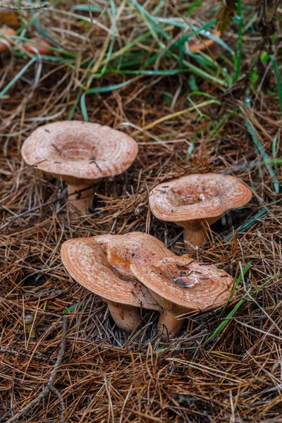 Lactarius Deliciosus Growing Soil Pine Forest Delicious Edible Mushrooms Mos — Stock Photo, Image