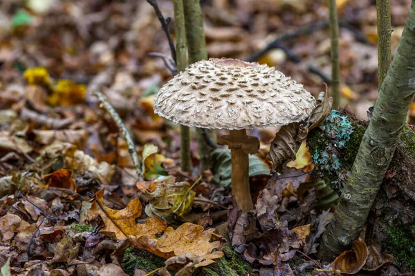 Amanita Strobiliformis Czapka Śmierci Jest Śmiertelnie Trujący Grzyb Podstawnokomórkowy Jeden — Zdjęcie stockowe