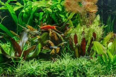 Güzel, yeşil bir tropikal tatlı su akvaryumu. İçinde balıklar, zebra balığı pterofilyum pterofilyum akvaryumu var.