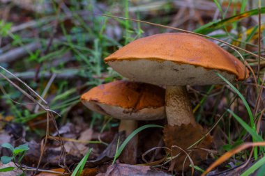 Çimenlerde tatlı çörekler yetişiyor. Güzel, küçük, kahverengi bir cep şapkası odak noktasında. Vejetaryen diyet yemeği. Mantar Ukrayna 'nın ormanlarındaki Karpatlar' da yetişir..
