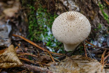 Yaygın tütsülenmiş tütsülenmiş top (Lycoperdon Perlatum) adı verilen bir mantarın yakın plan çekimi. Sonbahar ormanında beyaz mantarlar.