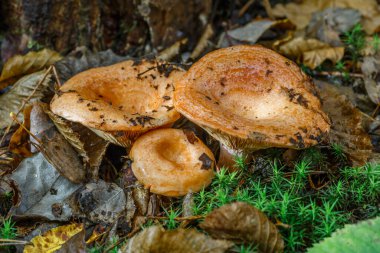 Safran süt başlığı (Lactarius deliciosus) mantarı. Kırmızı çam mantarı namı diğer Lactarius deliciosus doğal habitatta, ladin ormanında yenebilir mantarlar, sonbahar başlangıcı.