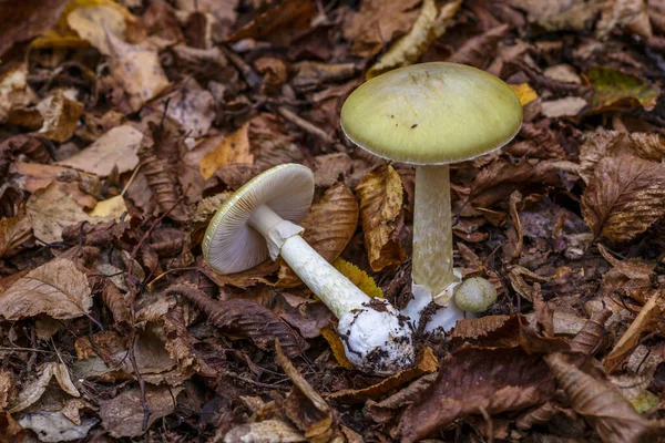 Amanita falloides zehirli mantar, genellikle ölüm şapkası olarak bilinir.