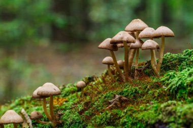 Güzel bir sonbahar ormanında mantarlar sahte bal mantarı. Güz ormanında yaprakları olan grup mantarları. Ladin ağacında yabani mantarlar. Ormanda sonbahar zamanı.