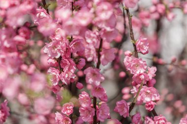 Mavi gökyüzüne karşı güzel ve şirin pembe kiraz çiçekleri (sakura). Botanik bahçesi, sakura çiçekleri, ağaç pembe çiçekleri, yakın plan