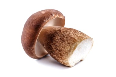 Beyaz arka planda izole edilmiş boletus mantarı grubu. Boletus mantarı, Porcini mantarı, orman, yenilebilir mantar.