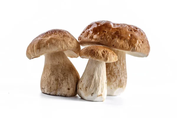 Csoport Boletus Gomba Izolált Fehér Háttér Boletus Gomba Porcini Gomba — Stock Fotó