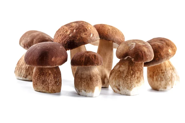 Csoport Boletus Gomba Izolált Fehér Háttér Boletus Gomba Porcini Gomba — Stock Fotó