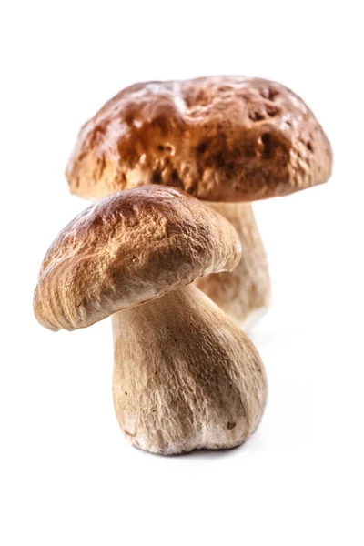 Csoport Boletus Gomba Izolált Fehér Háttér Boletus Gomba Porcini Gomba — Stock Fotó