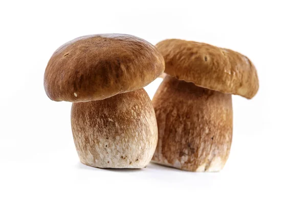 Грибы Boletus Изолированы Белом Фоне Грибы Boletus Грибы Porcini Лес — стоковое фото