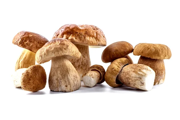 Μανιτάρια Boletus Μανιτάρια Porcini Δάσος Βρώσιμα Μανιτάρια — Φωτογραφία Αρχείου