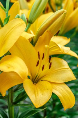 Sarı zambak çiçeğine yaklaş. Hemerocallis ayrıca Limon Zambağı, Sarı Zambak, Hemerocallis Flava olarak da bilinir. Sarı zambak çiçeği, Lilium Parryi olarak bilinir, güzel..