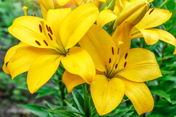 黄色のユリの花を閉じます ヘメロカリス Hemerocallis レモンリリー イエロー デイリリー ヘメロカリス フラバアとも呼ばれる 黄色のユリの花 Lilium — ストック写真