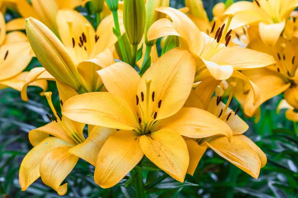 黄色のユリの花を閉じます ヘメロカリス Hemerocallis レモンリリー イエロー デイリリー ヘメロカリス フラバアとも呼ばれる 黄色のユリの花 Lilium — ストック写真