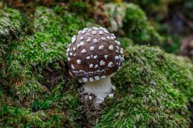 Ölüm Meleği, bilimsel adı Amanita Pantherina olan ölümcül zehirli bir mantar..