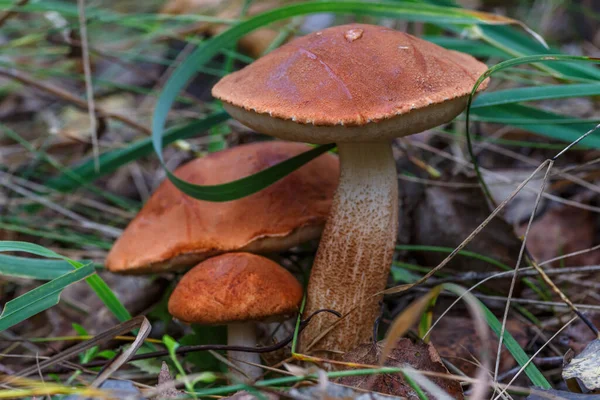 Cute Penny Bun Mushroom Growing Grass Beautiful Small Brown Cap — Stock Photo, Image