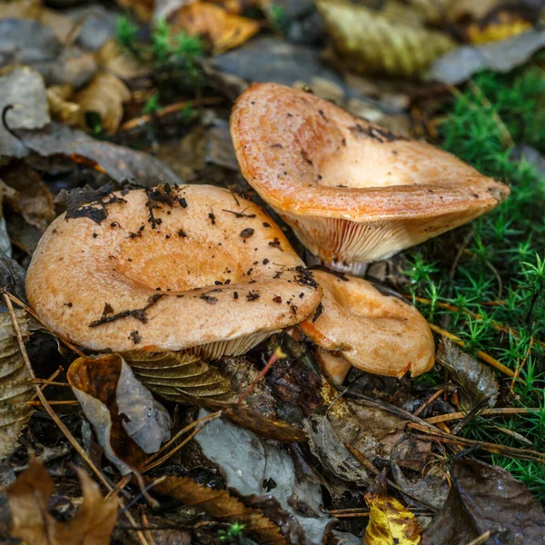 Saffron milk cap (Lactarius deliciosus) mushroom. aka red pine mushrooms aka Lactarius deliciosus in a grass., delicious edible mushrooms on a mos in natural habitat, spruce forest, early autumn shot