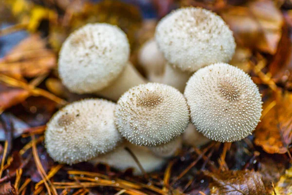 Närbild Svamp Som Kallas Common Puffball Lycoperdon Perlatum Vanlig Puffboll — Stockfoto