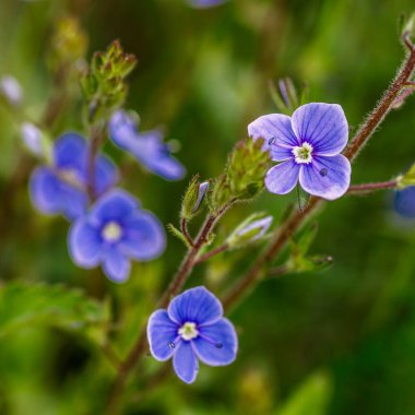 Mavi Gerçek Unutma Beni (Myosotis Scorpioides) yeşil arka plan. Mavi kır çiçekleri. Mavi çiçek yaprağı dokusu. Stamens ve Pistil yakın plan. Şifalı çiçek. Baharda çiçek açan çimenler. Yeşil yapraklar.