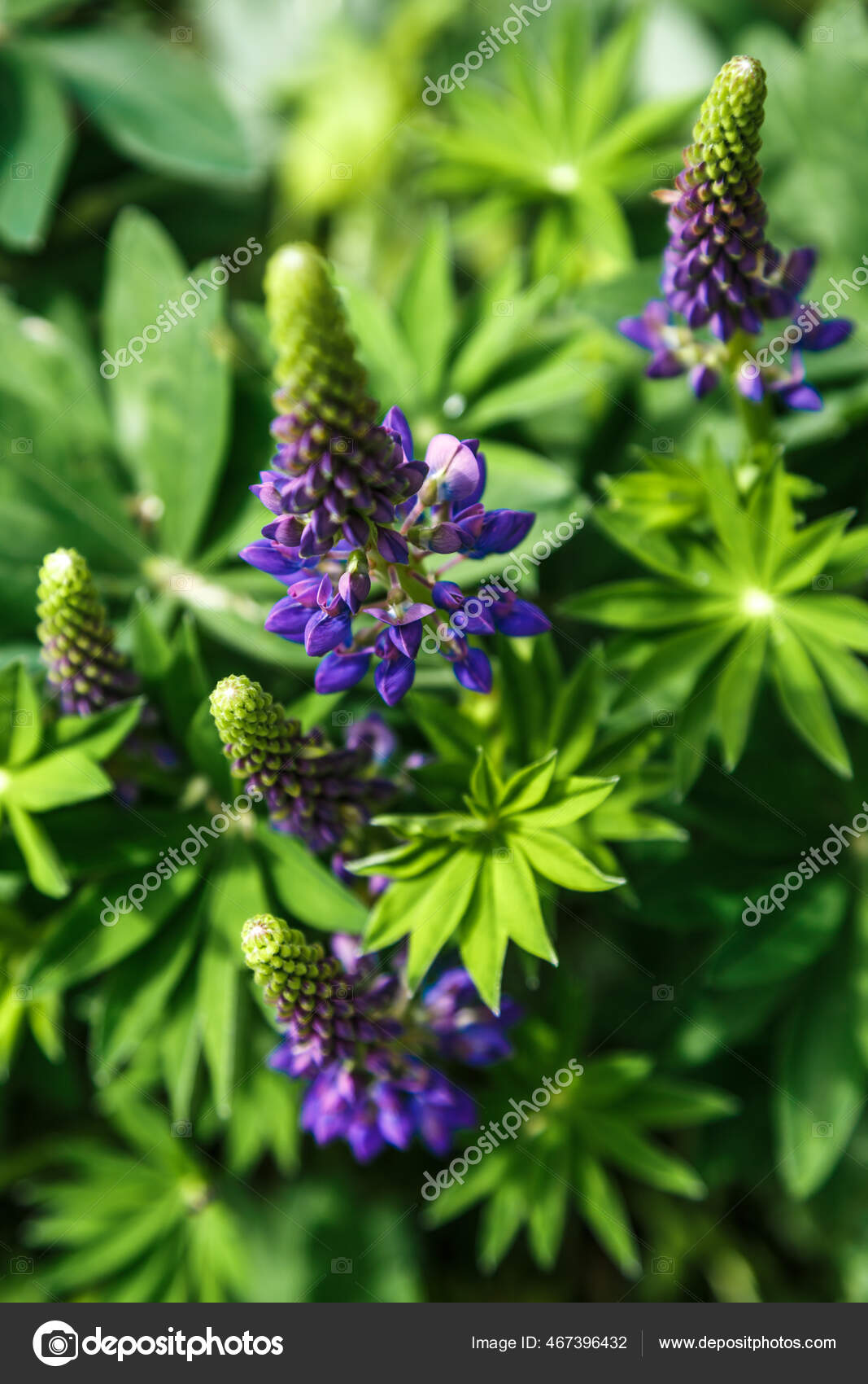 マクロ ラインの花を咲かせます ルピナス 紫と青の花とルピナスのフィールド 夏に総状花序を伸ばし花を咲かせます バイオレット春と夏の花 ストック写真 C Bukhta79 マクロ ラインの花を咲かせます ルピナス 紫と青の花とルピナスのフィールド 夏に総状花序を伸ばし花を咲かせます バイオレット春と夏の花 ストック写真 C Bukhta79