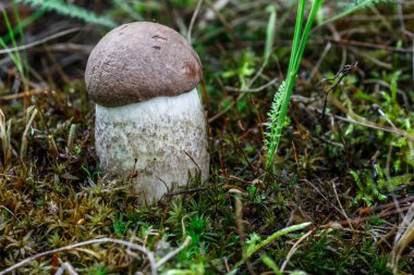 Çimenlerde tatlı çörekler yetişiyor. Güzel, küçük, kahverengi bir cep şapkası odak noktasında. Vejetaryen diyet yemeği. Mantar ormanda yetişir..