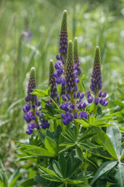 Çiçek açan makro lupin çiçeği. Lupinus, mor ve mavi çiçekli lupin tarlası. Bir grup lupin yaz çiçeği arka planı. Mor bahar ve yaz çiçekleri.