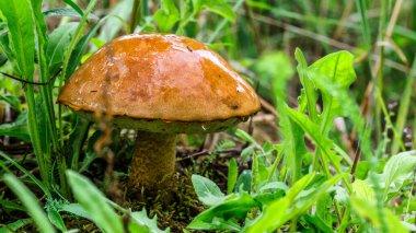 Çimenlerde tatlı çörekler yetişiyor. Güzel, küçük, kahverengi bir cep şapkası odak noktasında. Vejetaryen diyet yemeği. Mantar ormanda yetişir..